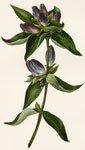 Closed Gentian