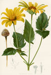 False Sunflower