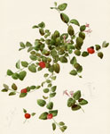 Mitchella Repens