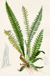 Northern Hard-Fern