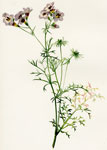 Tri-colored Gilia