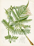 Bordered Shield Fern