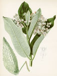 Indian Swallow-Wort