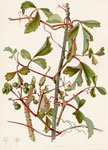 Wax-leaved Grape
