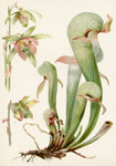 Darlington's Pitcher Plant