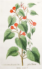 Ipomoea coccinea