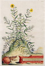 Cistus minor rosmarini-folius