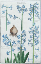 Daniel Rabel Hyacinth 1627