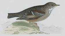 ALPINE ACCENTOR