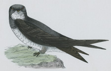 ALPINE SWIFT