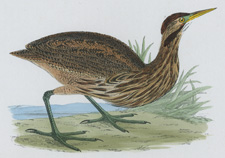 AMERICAN BITTERN