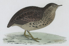 ANDALUSIAN QUAIL