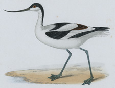 AVOCET