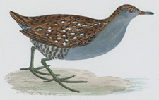 BAILLON'S CRAKE