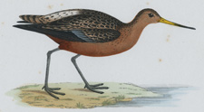 BAR-TAILED GODWIT