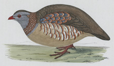 BARBARY PARTRIDGE