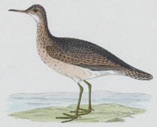 BARTRAM'S SANDPIPER