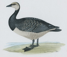 BERNICLE GOOSE