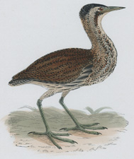 BITTERN