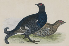 BLACK GROUSE