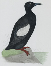 BLACK GUILLEMOT