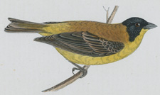 BLACK-HEADED BUNTING