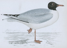 BLACK-HEADED GULL