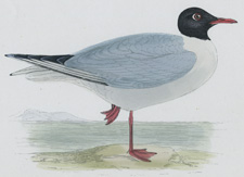 BLACK-HEADED GULL