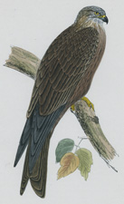 BLACK KITE