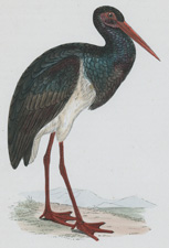 BLACK STORK