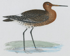 BLACK-TAILED GODWIT