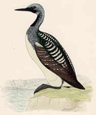 BLACK-THROATED DIVER