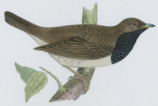 BLACK-THROATED THRUSH