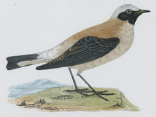 BLACK-THROATED WHEATEAR