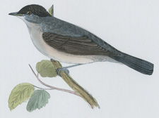 BLACKCAP