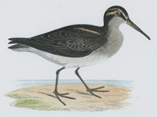 BROAD-BILLED SANDPIPER