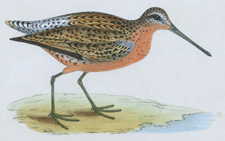 BROWN SNIPE