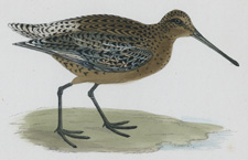 BROWN SNIPE