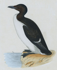 BRUNNICH'S GUILLEMOT