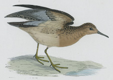 BUFF-BREASTED SANDPIPER