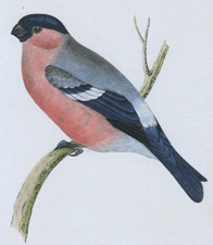 BULLFINCH