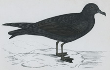 BULWERS PETREL