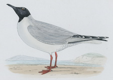 BUONAPARTE'S GULL