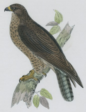 BUZZARD [HAWK]