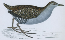 BAILLON'S CRAKE