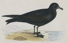 BULWERS PETREL