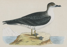 CAPPED PETREL