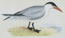 CASPIAN TERN