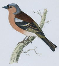 CHAFFINCH