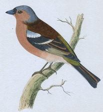 CHAFFINCH